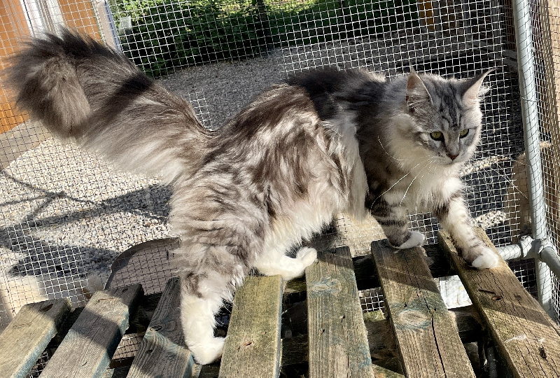 chaton Maine Coon Des Chichicoons