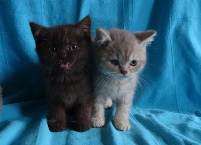 D'Oup-Ouaout - British Shorthair et Longhair - Portée née le 20/09/2018