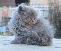 D'Oup-Ouaout - British Shorthair et Longhair - Portée née le 21/09/2020