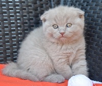 D'Oup-Ouaout - British Shorthair et Longhair - Portée née le 15/02/2021