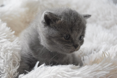 D'Oup-Ouaout - British Shorthair et Longhair - Portée née le 27/04/2022