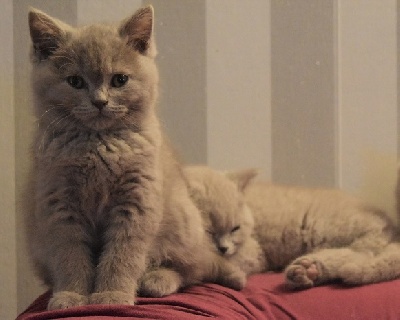 D'Oup-Ouaout - British Shorthair et Longhair - Portée née le 05/09/2021