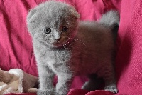 D'Oup-Ouaout - British Shorthair et Longhair - Portée née le 31/07/2020