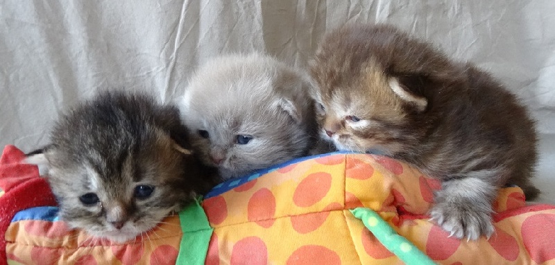 chaton British Shorthair et Longhair D'Oup-Ouaout