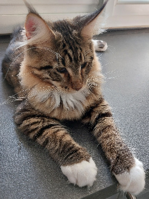 USTY - Maine Coon