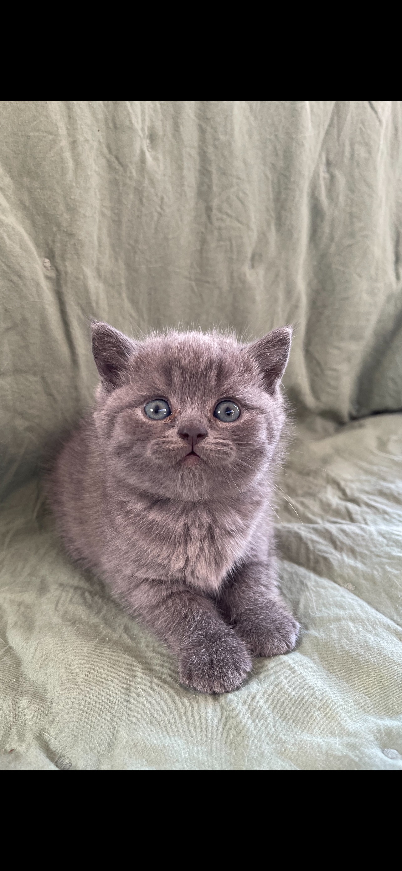 chaton Scottish Fold Fold' Amour