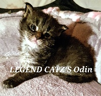 Legend Catz's - Maine Coon - Portée née le 21/04/2018