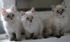 Des Saphirs Sur Gaveau - De nouvelles photos des chatons ont été ajoutées 