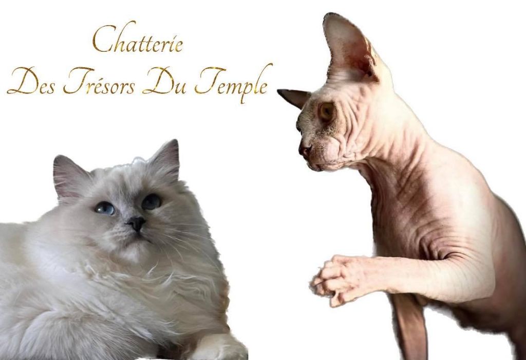 Des Trésors Du Temple - Les chatons 2023 <3