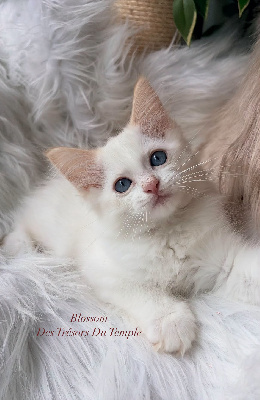 Blossom