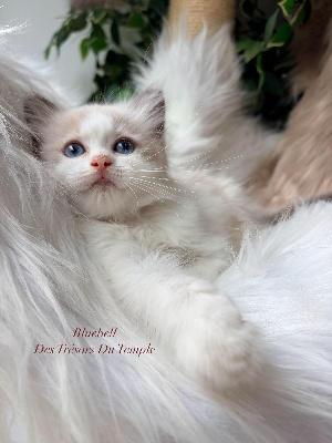 Bluebell