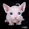 Purr Obscure - CHATONS PURR OBSCURE