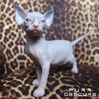 Purr Obscure - Chaton disponible  - Sphynx