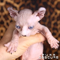 Purr Obscure - Chaton disponible  - Sphynx
