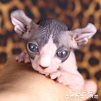 Purr Obscure - Chaton disponible  - Sphynx