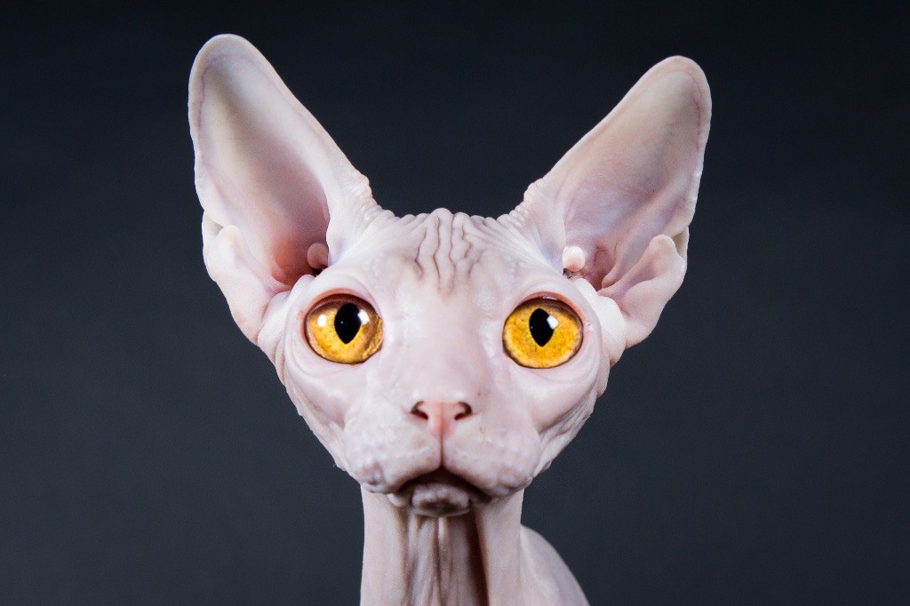 Elevage Purr Obscure Eleveur De Chats Sphynx