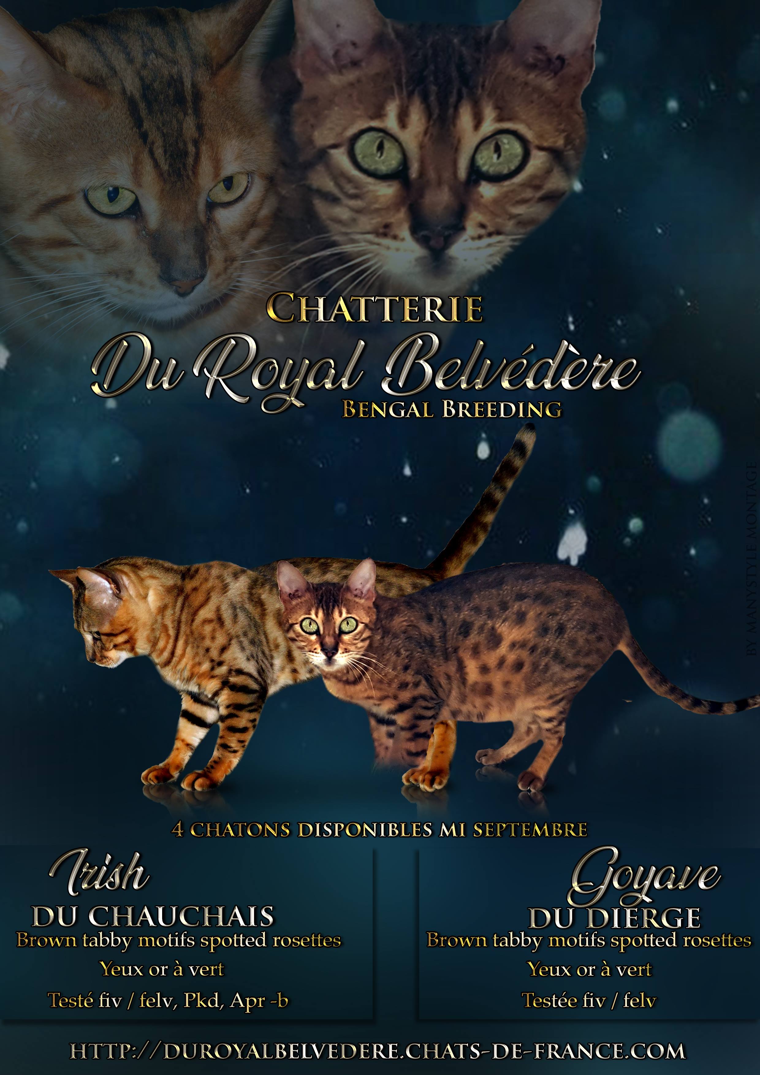 chaton Bengal Du Royal Belvédère