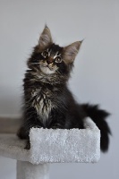 NORD-OUEST - Maine Coon