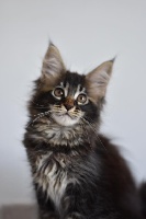 NORD-OUEST - Maine Coon