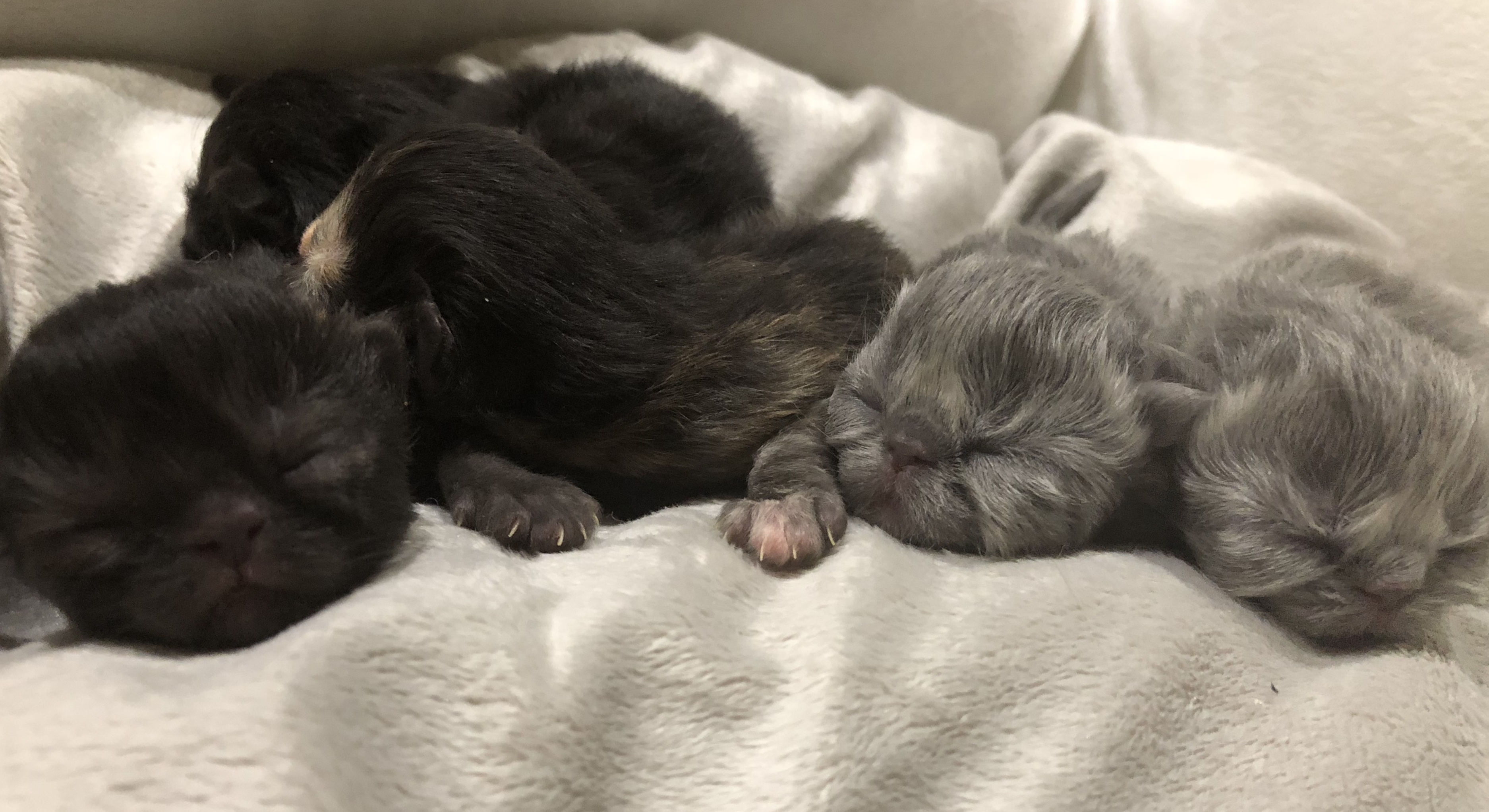 chaton Persan De La Magie D'Ispahan