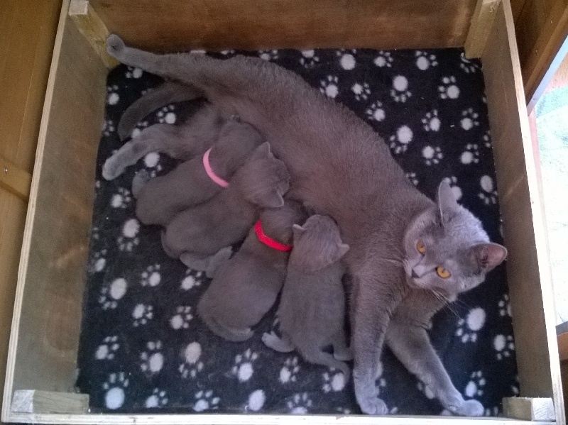 chaton Chartreux Of Gold Family