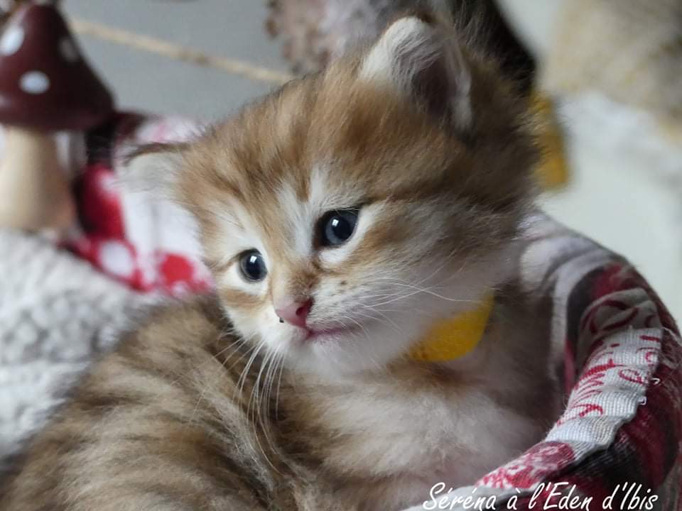 chaton Sibérien a l'Eden d'Ibis