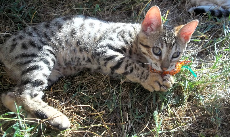 chaton Bengal Spirit Of Nat'ure