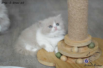 Bric-à-brac - British Shorthair et Longhair