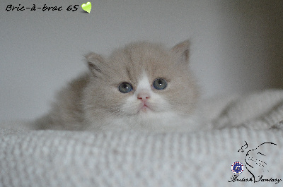 Of British Fantasy - Chaton disponible  - British Shorthair et Longhair