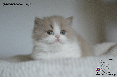 Badaboum - British Shorthair et Longhair