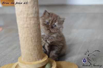 Of British Fantasy - Chaton disponible  - British Shorthair et Longhair