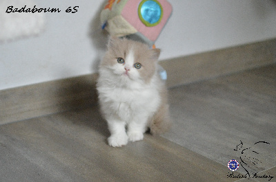Badaboum - British Shorthair et Longhair