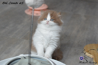 Bel Canto - British Shorthair et Longhair