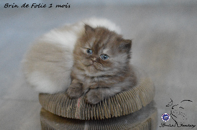 Brin de folie - British Shorthair et Longhair