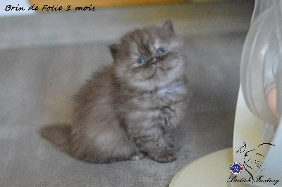Brin de folie - British Shorthair et Longhair