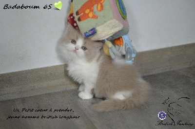 British Shorthair et Longhair - Of British Fantasy