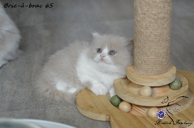 Bric-à-brac - British Shorthair et Longhair