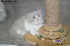 British Shorthair et Longhair