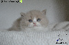 British Shorthair et Longhair
