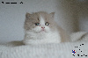British Shorthair et Longhair