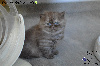 British Shorthair et Longhair