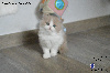British Shorthair et Longhair