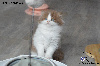 British Shorthair et Longhair