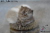 British Shorthair et Longhair