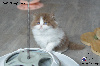 British Shorthair et Longhair