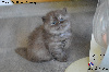 British Shorthair et Longhair