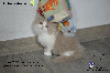 British Shorthair et Longhair