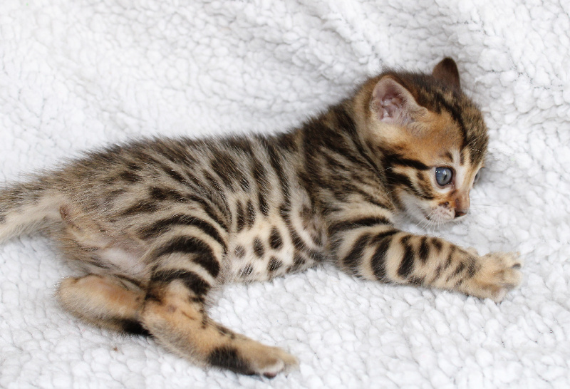 CHATON