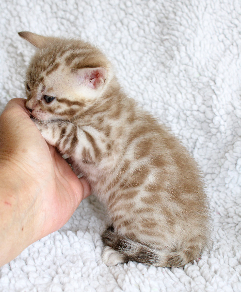 CHATON