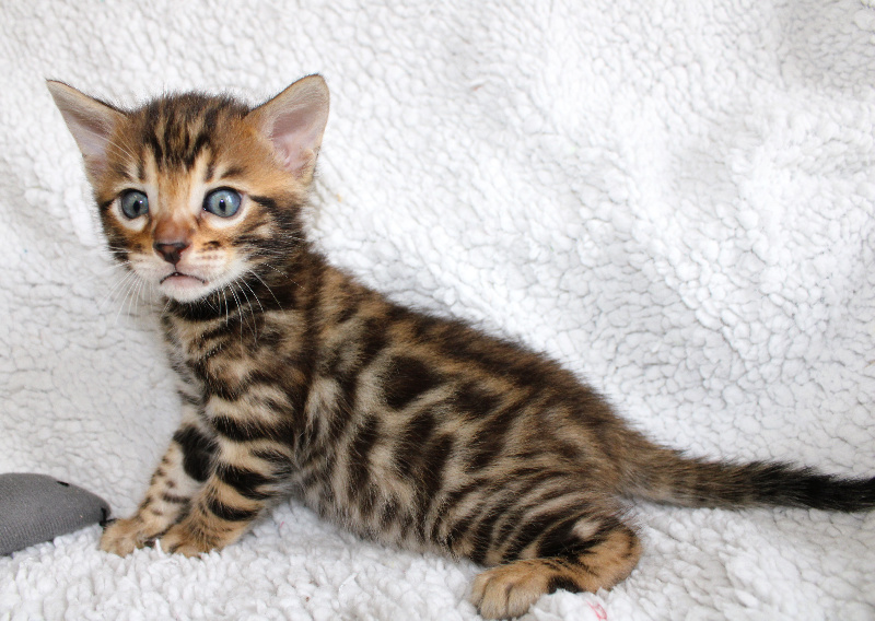 CHATON - 